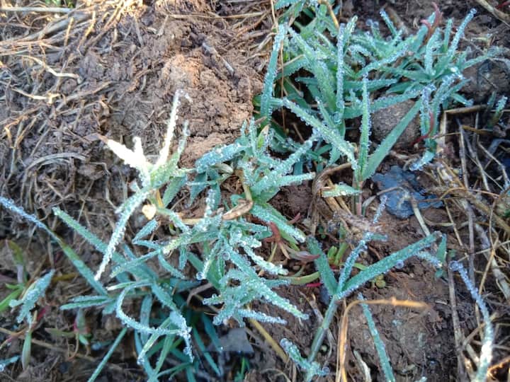 महाबळेश्वरमधील तापमान सलग तिसऱ्या दिवशीही खालावलेले आहे.