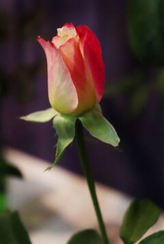 PHOTO : डोंबिवलीत राज्यस्तरीय गुलाब प्रदर्शन सुरु; गुलाबाचे भन्नाट प्रकार पाहून थक्क व्हाल...