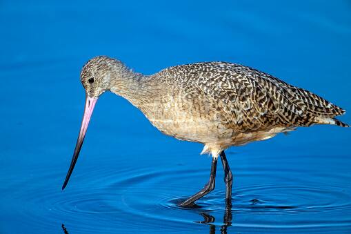godwit bird flew non stop for 11 days made guinness world record Godwit Bird : 'या' पक्ष्याच्या नावावर नवा विश्वविक्रम, न थांबता 13,560 किमी उड्डाण