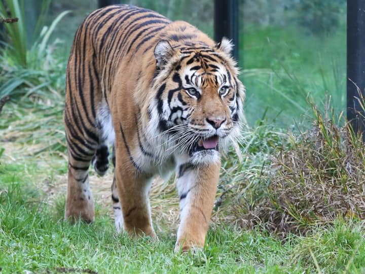 Maharashtra News Four people have been arrested in Pench tiger hunting case Nagpur Nagpur News : पेंच व्याघ्र प्रकल्पात वाघाचा मृत्यू, 12 तासांत चार आरोपींना अटक