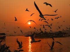 मध्य प्रदेश: नर्मदा के किनारे विकसित होंगे नगर वाटिका और 14 नगर वन, इन जिलों को होगा फायदा?