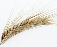 Photo :  गहू निर्यातीबाबत केंद्र सरकार घेणार मोठा निर्णय