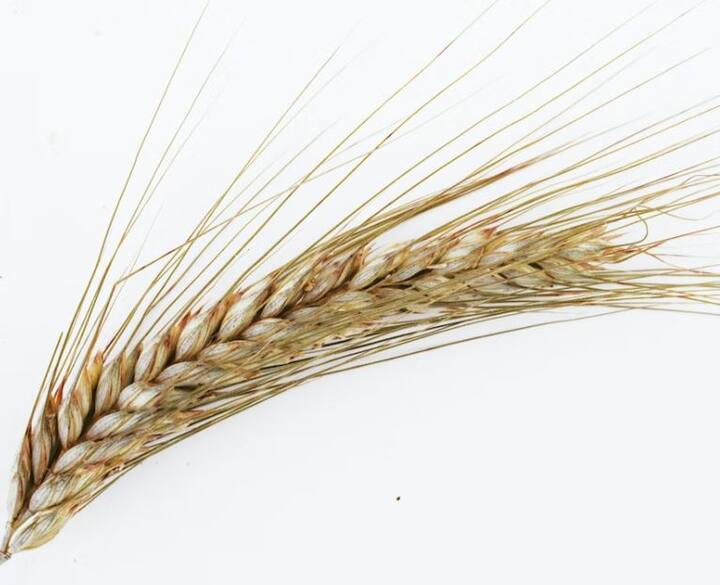 सरकारनं मे 2022 साली गव्हावर निर्यातीवर बंदी घालण्याचा निर्णय घेतला होता. मात्र, सरकारनं (Govt) आता निर्यातीवरील निर्बंध हटवण्याची तयारी सुरू केल्याची माहिती मिळत आहे.