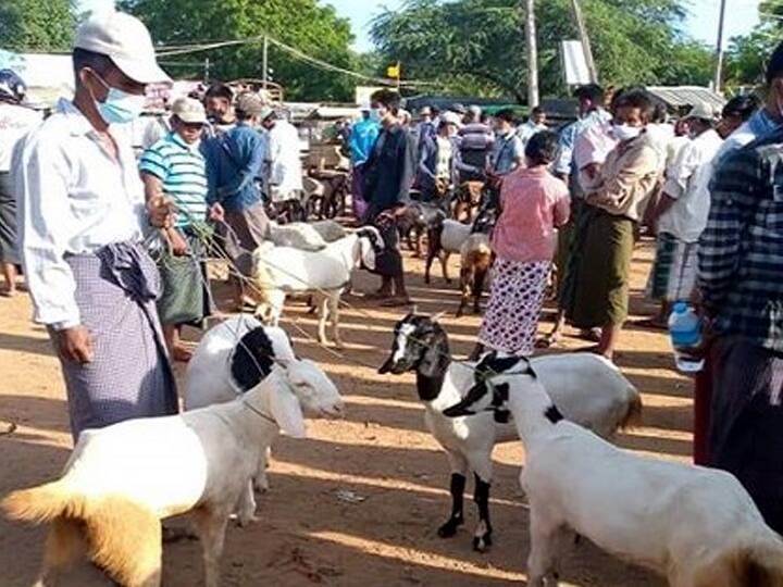 Dindigul: Goats and chickens worth Rs 2 crore were sold in Ayyalur market only yesterday TNN திண்டுக்கல் : அய்யலூர் சந்தையில் நேற்று மட்டும் ரூ.2 கோடிக்கு ஆடு, கோழிகள் விற்பனை
