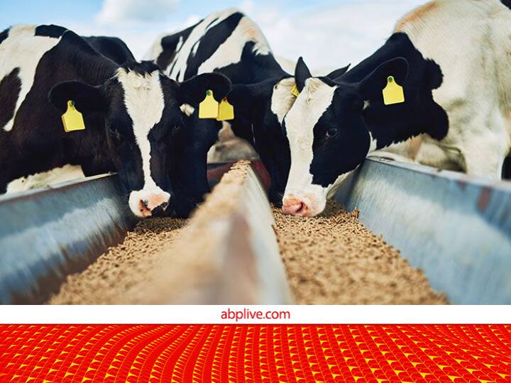 Millets 2023: आप भी खाएं, पशुओं को भी खिलाएं! ये मिलेट बढ़ाता है गाय-भैंस का दूध, इतना ज्यादा करता है फायदा International Year of Millets 2023 Increase milk production by feeding millet to Dairy animals Millets 2023: आप भी खाएं, पशुओं को भी खिलाएं! ये मिलेट बढ़ाता है गाय-भैंस का दूध, इतना ज्यादा करता है फायदा