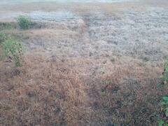 PHOTO : महाबळेश्वरमध्ये सलग तिसऱ्या दिवशी पारा खालावलेला, दवबिंदूही गोठले