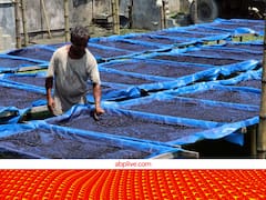 Indigo Farming: ब्रिटिश काल में किसानों से जबरन करवाई गई थी ये खेती, आज किसान इससे मोटा पैसा कमाते हैं...