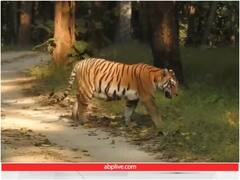 4 शावकों के साथ नजर आई बाघिन कॉलरवाली की बेटी, वायरल हो रहा वीडियो