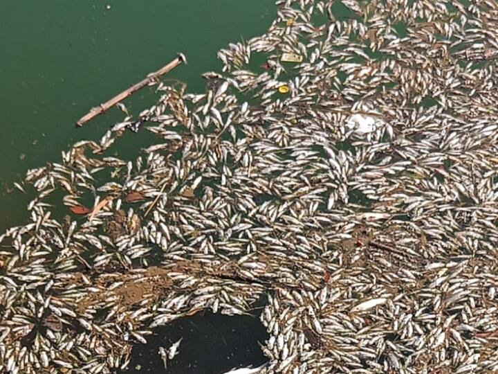 या प्रकारामुळे शेकडो मृत अवस्थेत मासे नदीच्या तीरावर आले आहेत