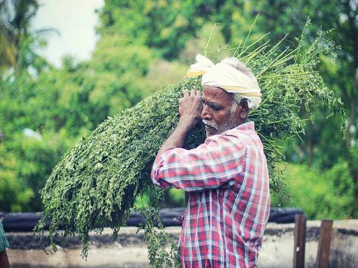 Indigo Farming: ब्रिटिश काल में किसानों से जबरन करवाई गई थी ये खेती, आज किसान इससे मोटा पैसा कमाते हैं...