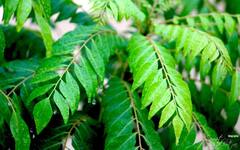 Health tips :તુલસીના પાનનું સેવન કરવાથી સ્વાસ્થ્યને પહોંચે છે અદભૂત ફાયદા, આ બીમારીમાં છે ઔષધ સમાન