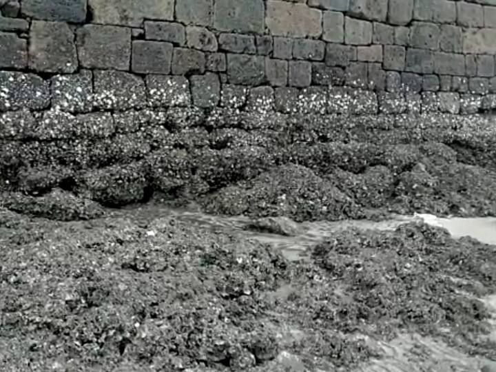 मात्र हाच केळवे पाणकोट जंजिरा किल्ला सध्या शेवटच्या घटका मोजू लागला आहे.