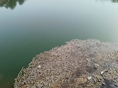 Palghar News: वेरोली नदीमध्ये शेकडो मृत माशांचा खच; केमिकलयुक्त सांडपाण्याने बळी घेतला?