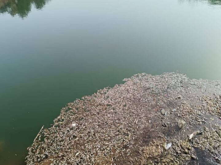 पालघर जिल्ह्यामधील तलासरी तालुक्यातील वेरोली या नदीत मृत माशांचा खच आढळून आला.