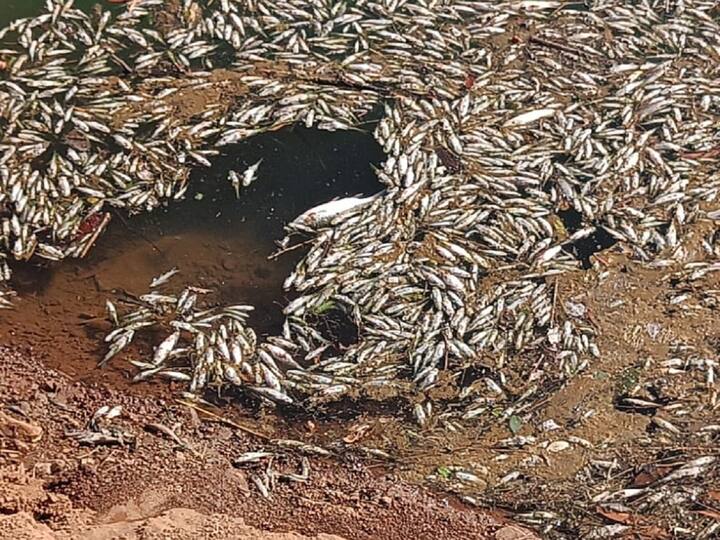 वेरोली नदीतील पाणी या गावांमधील शेतकरी शेतीसाठी आणि पिण्यासाठी पाण्याचा वापर करतात.