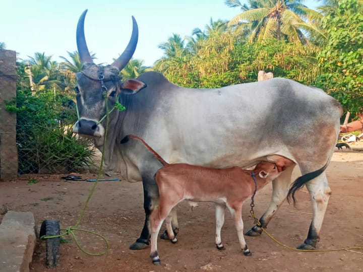 பாலமேடு ஜல்லிக்கட்டு போட்டிக்கு 4-வது முறையாக கன்றுடன் நாட்டுப் பசு வழங்கும் பொன்.குமார்