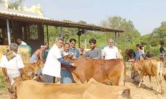 தஞ்சை மாவட்டம் குருங்குளத்தில் கால்நடைகளுக்கு தடுப்பூசி முகாம்