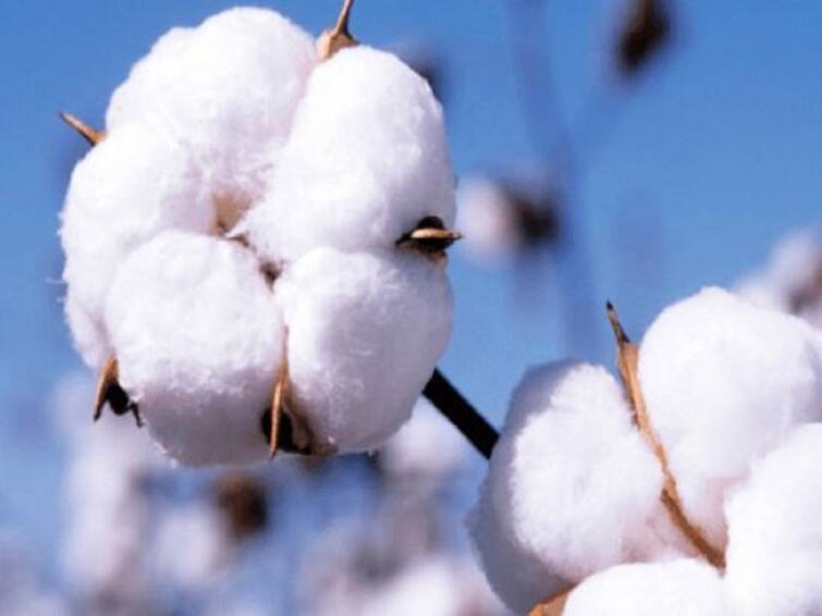 Maharashtra Wardha Cotton News Fall in cotton prices Cotton Price News : कापसाचे दर वाढणार कधी? शेतकरी करतायेत दरवाढीची अपेक्षा