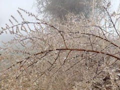 In Pics: राजस्थान में बर्फ ने की बाड़ाबंदी, सीकर में पहली बार पारा लुढ़ककर माइनस 3.5 डिग्री पर पहुंचा