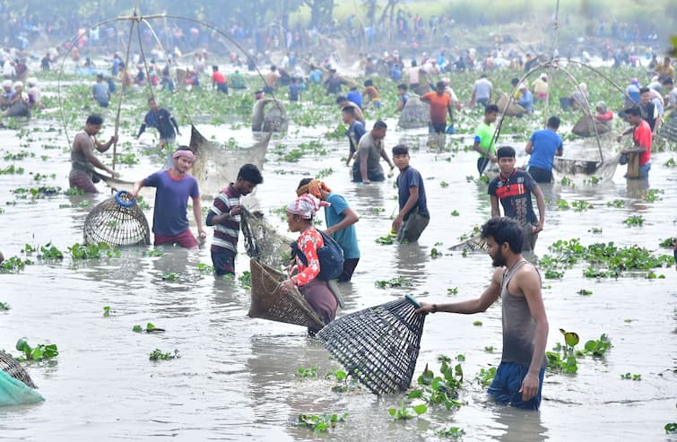 Assamese Villagers Participate In Celebrations Of Bhogali Bihu With Community Fishing Assam: Community Fishing Marks Bhogali Bihu Celebrations In Villages