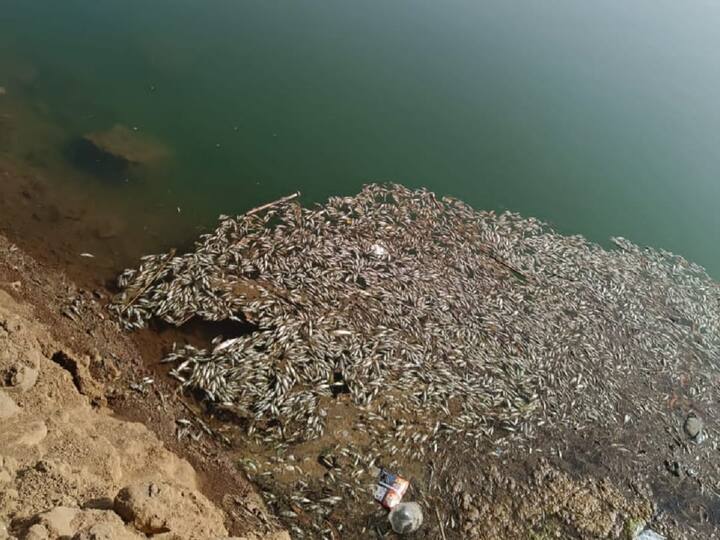 नदीतील प्रदूषणाचा दुष्परिणाम शेतीवर आणि स्थानिकांच्या आरोग्यावर होऊ नये अशी अपेक्षा केली जात आहे.