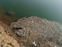 Palghar News: वेरोली नदीमध्ये शेकडो मृत माशांचा खच; केमिकलयुक्त सांडपाण्याने बळी घेतला?