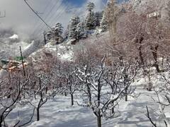 हिमाचल: शिमला में लगातार दूसरे दिन बर्फबारी, पर्यटकों से गुलजार हुई पहाड़ों की रानी