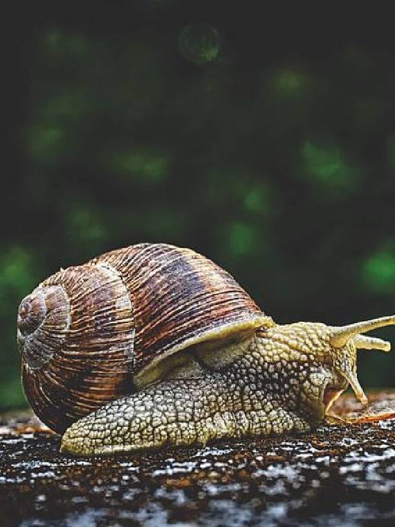 3 ஆண்டுகள் வரை தூங்கும் தன்மை கொண்ட நத்தை பற்றிய சுவாரஸ்ய தகவல்கள்!