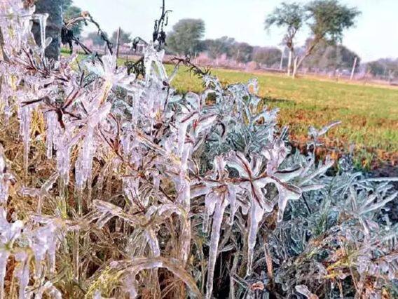 Rajasthan Winter:રાજસ્થાનમાં શિયાળો તેના ચરમ પર છે. શિયાળાની ઋતુમાં રાજ્યના ઘણા વિસ્તારોમાં તાપમાન ઠંડકથી નીચે રહે છે. ચુરુમાં લઘુત્તમ તાપમાન માઈનસ -0.7 ડિગ્રી થઈ ગયું છે.