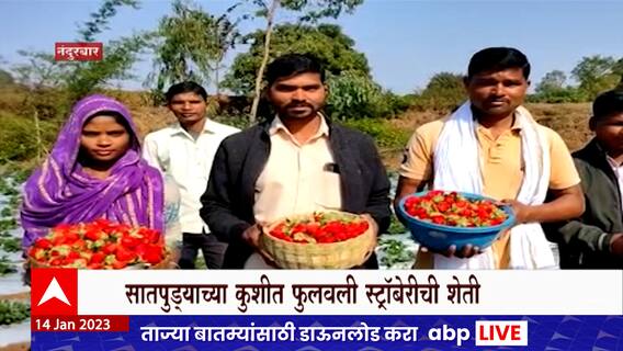 Nandurbar Strawberry Farming Special Report : सातपुड्याच्या कुशीत फुलवली स्ट्रॉबेरीची शेती