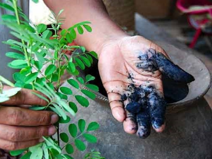 Indigo Farming: ब्रिटिश काल में किसानों से जबरन करवाई गई थी ये खेती, आज किसान इससे मोटा पैसा कमाते हैं...