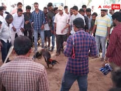 చివరకు కోడే గెలిచింది-పై స్థాయి ఒత్తిళ్లతో తలొగ్గిన ఖాకీ!