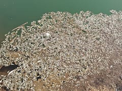 Palghar News: वेरोली नदीमध्ये शेकडो मृत माशांचा खच; केमिकलयुक्त सांडपाण्याने बळी घेतला?