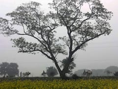 मकर संक्रांति पर राजस्थान में एक बार फिर ठंड ने दी दस्तक, जानिए कैसा है मध्य प्रदेश का मौसम