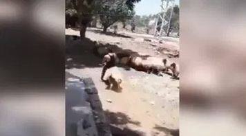 sheep attack on a man then what happened see the funny video Funny Video: ਭੇਡ ਦੀ ਸਵਾਰੀ ਵਿਅਕਤੀ ਨੂੰ ਪੈ ਗਈ ਭਾਰੀ, ਲੋਕਾਂ ਨੇ ਕਿਹਾ- ਸਮਾਂ ਬਦਲਣ ਵਿੱਚ ਦੇਰ ਨਹੀਂ ਲੱਗਦੀ