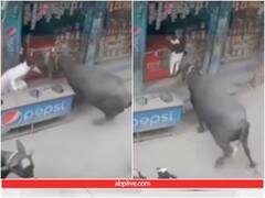गुस्सैल भैंस ने अचानक किया हमला, बुजुर्ग शख्स के हलक में आई जान