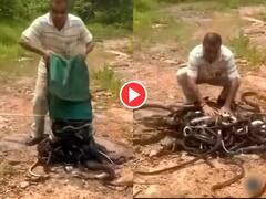 OMG! शख्स ने झोले से निकाल दिए 100 से ज्यादा खतरनाक सांप, फिर जो किया चौंक जाएंगे, देखिए Video