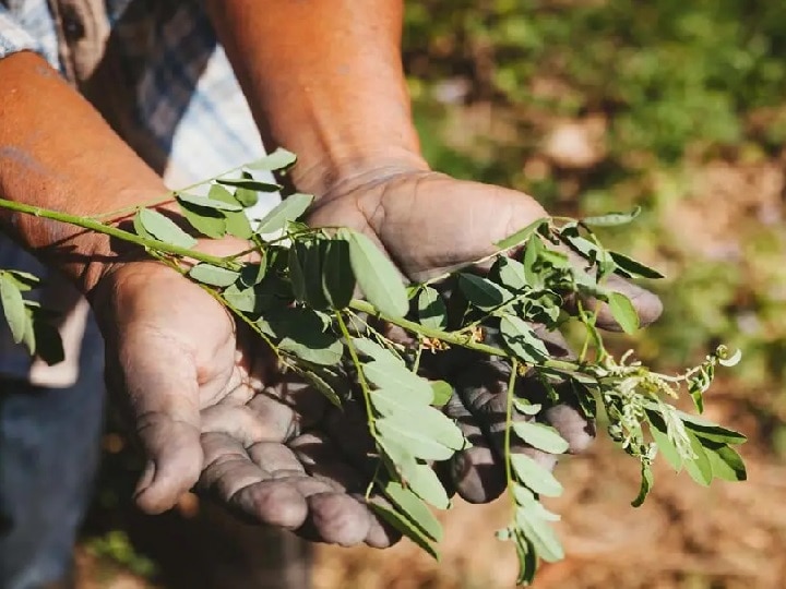 Indigo Farming: ब्रिटिश काल में किसानों से जबरन करवाई गई थी ये खेती, आज किसान इससे मोटा पैसा कमाते हैं...