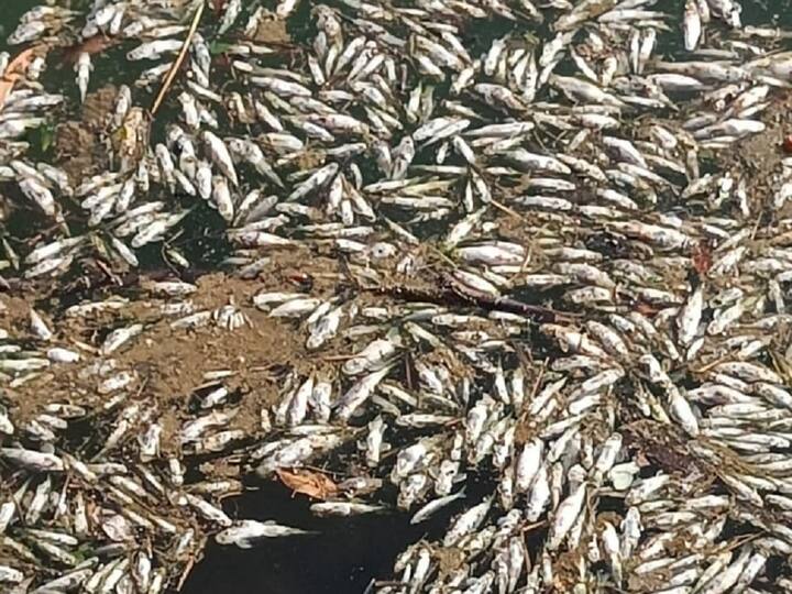 तसंच या प्रकरणात योग्य तपास करून कारवाई करण्याची मागणी स्थानिक नागरीकांकडून केली जात आहे.