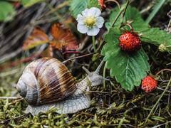 20 ஆயிரம் பற்களை கொண்ட நத்தையை பற்றிய தகவல்கள் இதோ!