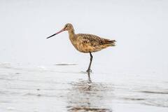 Godwit Bird World Record : 11 दिवस न थांबता प्रवास, गॉडविट पक्ष्याच्या नावे नवा विक्रम; 13,560 किमी उड्डाण