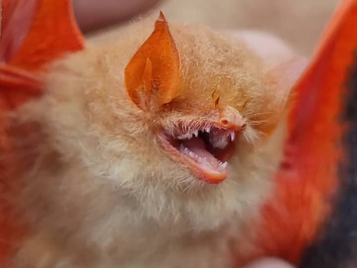 Chhattisgarh News Rare colorful bats seen in Kanger Valley National Park Bastar ANN कांगेर वैली में नजर आया Kerivoula Picta प्रजाति का रंग-बिरंगा चमगादड़, भारत में केवल तीन जगहों पर दिखने का है रिकॉर्ड
