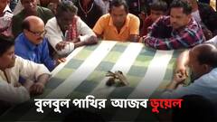 হারলে কাটা যায় ঝুঁটি, সংক্রান্তিতে ঐতিহ্যবাহী বুলবুল পাখির লড়াই জঙ্গলমহলে!