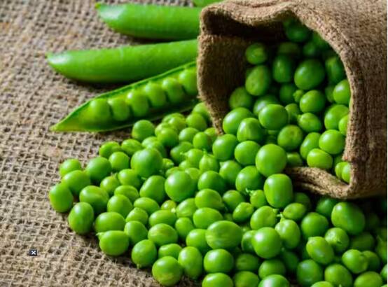 eating green peas can cause obesity and increase uric acid ਮਟਰ ਖਾਣ ਦੇ ਫਾਇਦੇ ਤਾਂ ਬਹੁਤ ਪਰ ਸਿਹਤ ਨੂੰ ਹੁੰਦੇ ਕਈ ਨੁਕਸਾਨ, ਇਹ ਲੋਕ ਰਹਿਣ ਸਾਵਧਾਨ