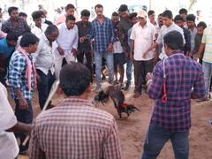 కోడి పందేలు, క్యాసినోపై అర్ధరాత్రి డీజీపీకి ఫోన్, రంగంలోకి దిగిన ఎస్పీ - అక్కడికి వెళ్లి చూస్తే షాక్ !