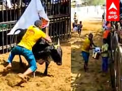 Avaniyapuram Jallikattu : பிடிபட்ட சிறுமியின் காளை... நெகிழ வைத்த மாடுபிடி வீரர்..