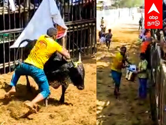 Avaniyapuram Jallikattu : பிடிபட்ட சிறுமியின் காளை... நெகிழ வைத்த மாடுபிடி வீரர்..