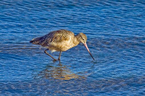 शास्त्रज्ञांनी या गॉडविट पक्षाच्या पाठीच्या खालच्या बाजूला 5G सॅटेलाईट टॅग लावला होता, ज्याच्या मदतीने शास्त्रज्ञ या पक्षाचा आणि त्याच्या हालचालींना मागोवा घेत होते.    (PC:unsplash)