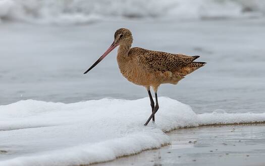 दरम्यान या पक्ष्याने 13,560 किलोमीटरचा प्रवास पूर्ण केला. या पक्ष्याने 11 दिवस सतत न थांबता उडत राहिला आणि प्रवास पूर्ण केला.      (PC:unsplash)