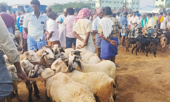 பொங்கல் திருநாளையொட்டி, அரியலூர் - பெரம்பலூர் மாவட்டங்களில்  70 லட்சத்திற்கு ஆடுகள் விற்பனை..